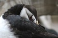 Horned Puffin in the Alaska Sealife Center Royalty Free Stock Photo