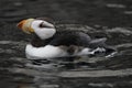 Horned Puffin in the Alaska Sealife Center Royalty Free Stock Photo