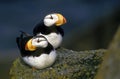 HORNED PUFFIN fratercula corniculata, PAIR ON ROCK IN ALASKA