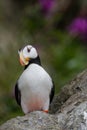 Horned Puffin portrait Royalty Free Stock Photo