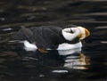 Horned Puffin Reflection Alaska Royalty Free Stock Photo