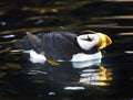 Horned Puffin Reflection Alaska Royalty Free Stock Photo