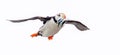 Horned puffin returning with fish