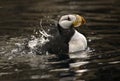 Horned Puffin Spashing with Reflections Alaska Royalty Free Stock Photo