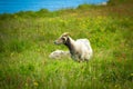 A Horned Ram (Adult Male Sheep) in The Meadow