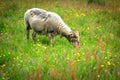 A Horned Ram (Adult Male Sheep) Eating Grass in The Summer Meadow Royalty Free Stock Photo