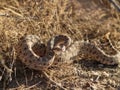 Sidewinder coiled and ready to strike Royalty Free Stock Photo