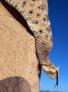 Sidewinder Rattlesnake climbing down a post