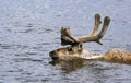 Horned reindeer swims across the river during the spring migration