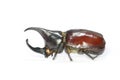 Horned rhino beetle Royalty Free Stock Photo