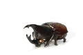 Horned rhino beetle Royalty Free Stock Photo