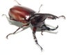 Horned rhino beetle Royalty Free Stock Photo