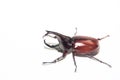 Horned rhino beetle Royalty Free Stock Photo