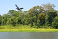 Horned screamer, Amazon, Peru