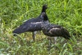 Horned Screamer Anhima cornuta bird in Amazonas Royalty Free Stock Photo