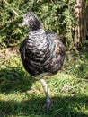 horned screamer, Anhima cornuta, has an interesting long feather on its head