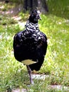 horned screamer, Anhima cornuta, has a special feather on his head, resting on one leg Royalty Free Stock Photo