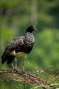 Horned Screamer - Anhima cornuta in Manu National park, Peru, bird from amazonian rain forest, green leaves in background