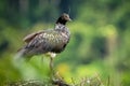 Horned Screamer - Anhima cornuta in Manu National park, Peru, bird from amazonian rain forest, green leaves in background Royalty Free Stock Photo