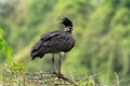 Horned Screamer - Anhima cornuta in Manu National park, Peru, bird from amazonian rain forest, green leaves in background Royalty Free Stock Photo