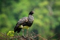 Horned Screamer - Anhima cornuta in Manu National park, Peru, bird from amazonian rain forest, green leaves in background Royalty Free Stock Photo