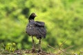 Horned Screamer - Anhima cornuta in Manu National park, Peru, bird from amazonian rain forest, green leaves in background