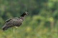 Horned Screamer - Anhima cornuta in Manu National park, Peru, bird from amazonian rain forest, green leaves in background