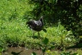 Horned Screamer bird Royalty Free Stock Photo