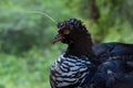 Horned Screamer bird Royalty Free Stock Photo