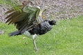 Horned screamer bird walking on the grass
