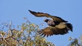 Horned Screamer in flight Royalty Free Stock Photo