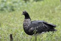 Horned screamer Royalty Free Stock Photo