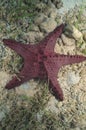 Horned sea star Royalty Free Stock Photo