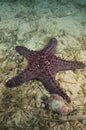 Horned sea star Royalty Free Stock Photo