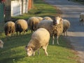 Horned sheep on the grass on street, sheep chews grass, herd of rams
