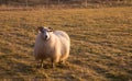 Horned Sheep Grazing in Field at Sunset Royalty Free Stock Photo