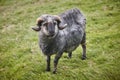 Horned sheep lamb grazing in the countryside Faroe islands Royalty Free Stock Photo