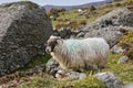 horned sheep at large in beautiful mountain intonation in the Scottish highlands