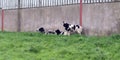 Horned sheep relaxing by wall