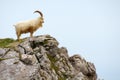 Horned Sheep Standing on a Rocky Hilltop