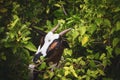 Horned small goat in bushes. Cute goat kid portrait. Grazing cattle. Goat muzzle. Livestock. Little goat on pasture. Royalty Free Stock Photo