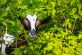 Horned small goat in bushes. Cute goat kid portrait. Grazing cattle. Goat muzzle. Livestock. Little goat on pasture. Royalty Free Stock Photo