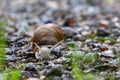 horned snail crawls over rocks