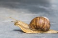 33/5000.Horned snail on gray background Royalty Free Stock Photo