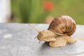 Horned snail in the summer garden Royalty Free Stock Photo