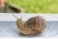 Horned snail in the summer garden Royalty Free Stock Photo