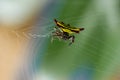 Horned spider (Gasteracantha doriae) in it's web