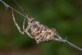 Horned cross spider - Araneus Angulatus Royalty Free Stock Photo