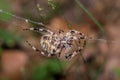 Spider spins web - Araneus Angulatus Royalty Free Stock Photo