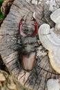 Horned stag beetle on a wooden stump Royalty Free Stock Photo